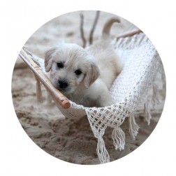 Hamaquita Hammock for Puppies, Kittens, Dolls and Toys